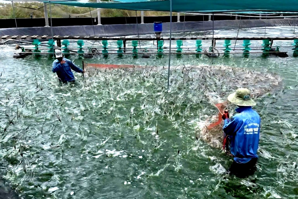Cà Mau hành động quyết liệt vì mục tiêu tăng trưởng bền vững