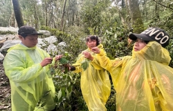 Quảng Ngãi: Hơn 5.000 cây sâm Ngọc Linh bị hư hại do mưa lớn