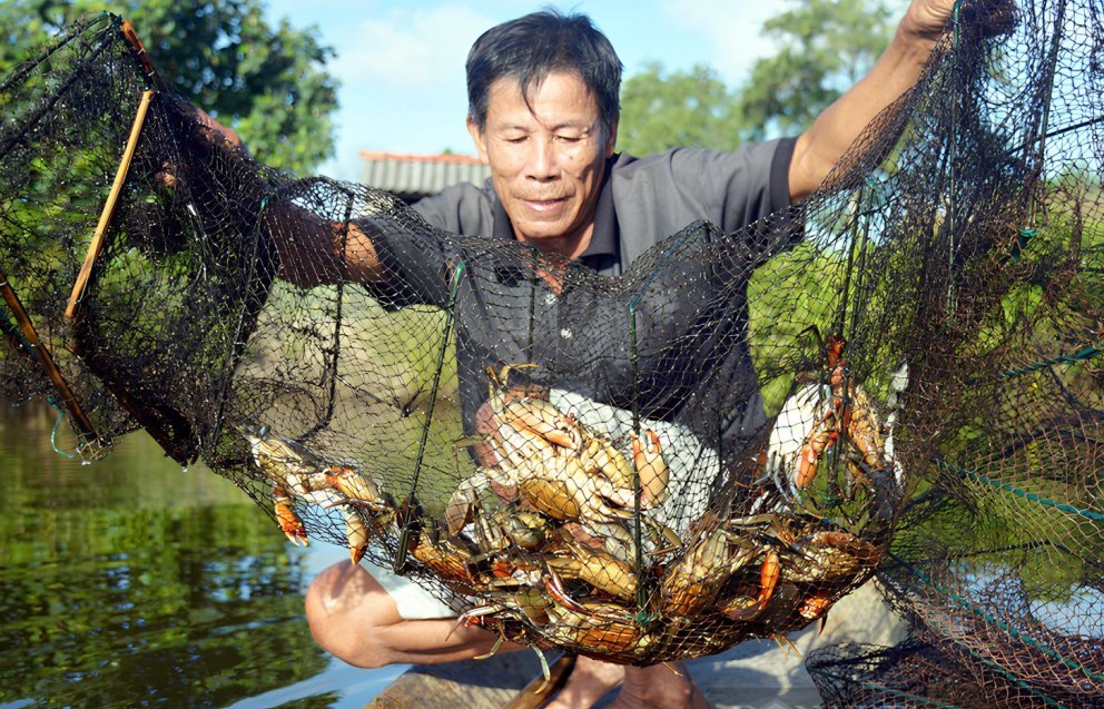 Cà Mau hướng đến trung tâm nuôi cua lớn nhất cả nước