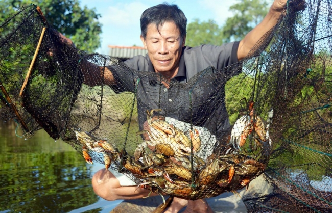 Cà Mau hướng đến trung tâm nuôi cua lớn nhất cả nước