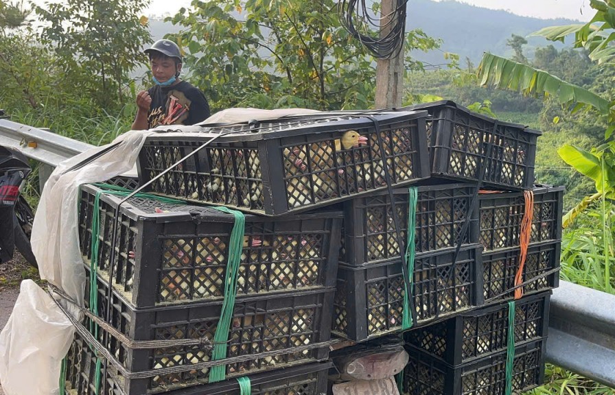 Bắt giữ vụ vận chuyển 1.200 con vịt giống không nguồn gốc