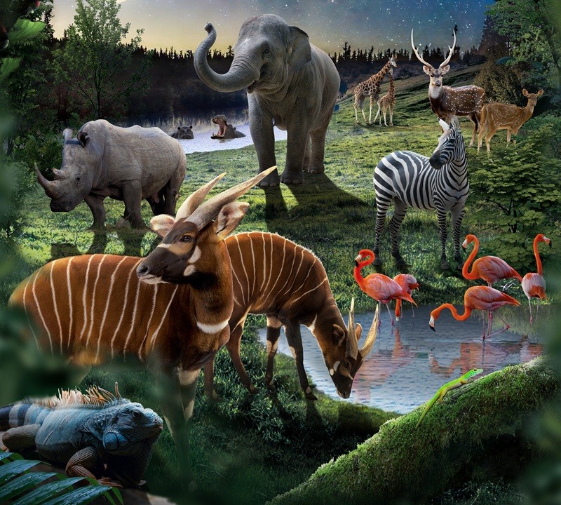Night Safari – tour khám phá thế giới động vật về đêm. Ảnh: VinWonders.