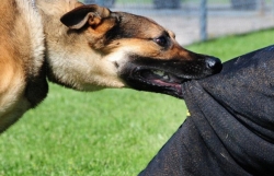 Ghi nhận ổ dịch dại trên chó cảnh