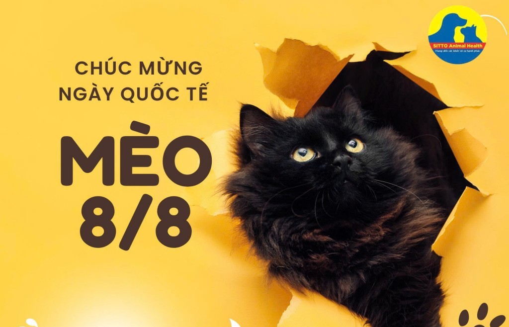 Ngày Quốc tế mèo: "Hoàng thượng" luôn xứng đáng với điều tốt đẹp nhất