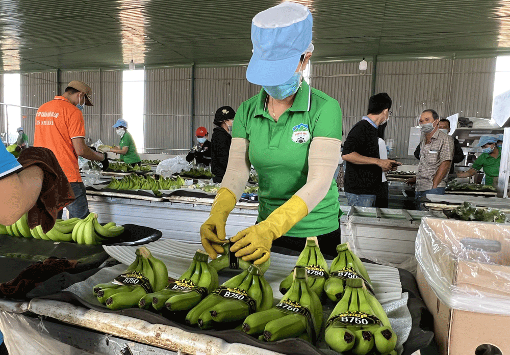 Hoạt động sơ chế, đóng gói chuối của một doanh nghiệp trước khi đưa vào thị trường.