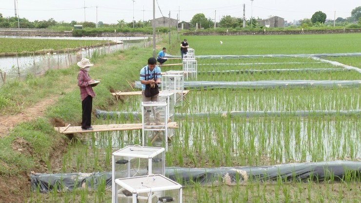 Điểm lấy mẫu khí tại cánh đồng Khó Ngoài, thôn Giang Triều, xã Ứng Hoà