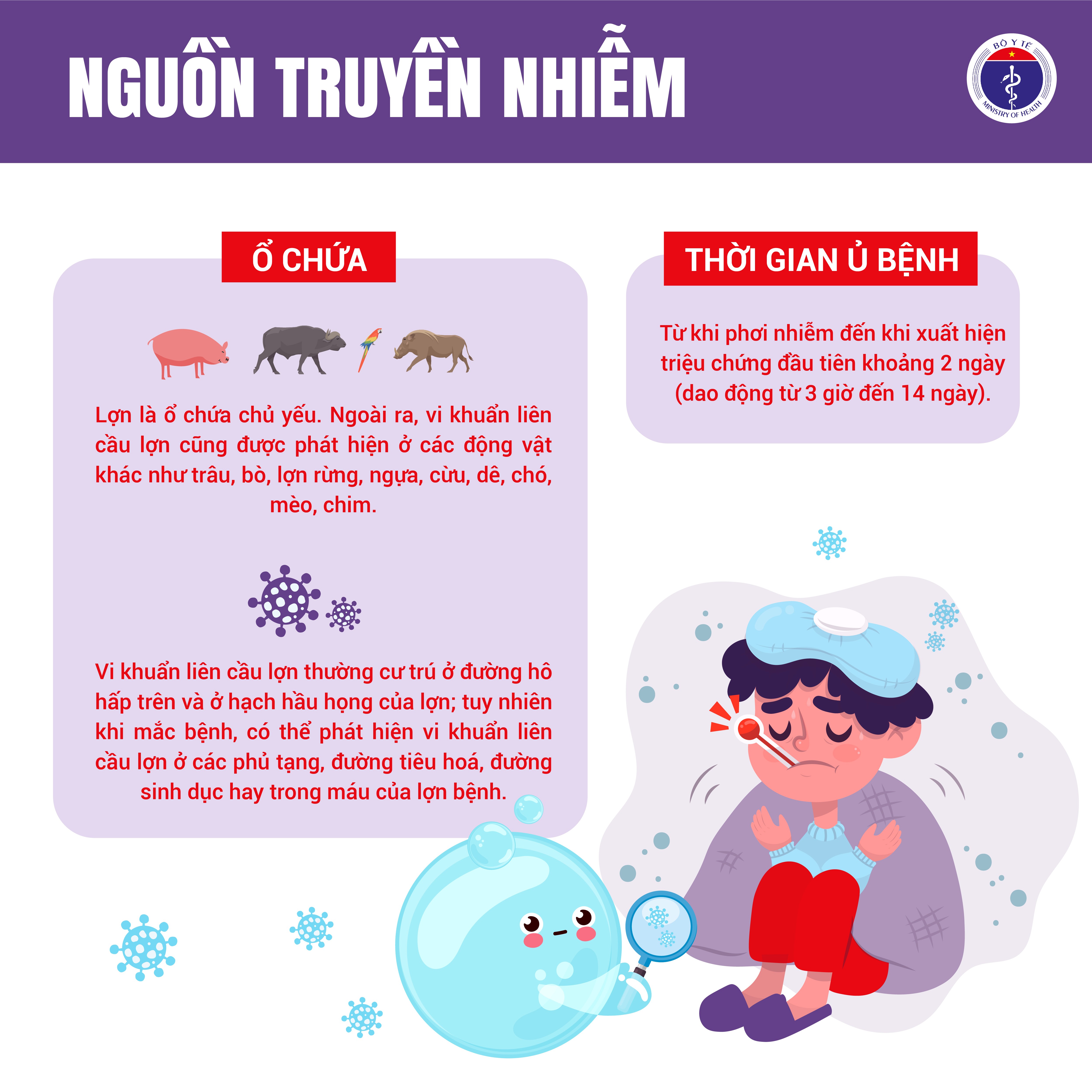 Nhận biết và đề phòng bệnh liên cầu lợn ở người
