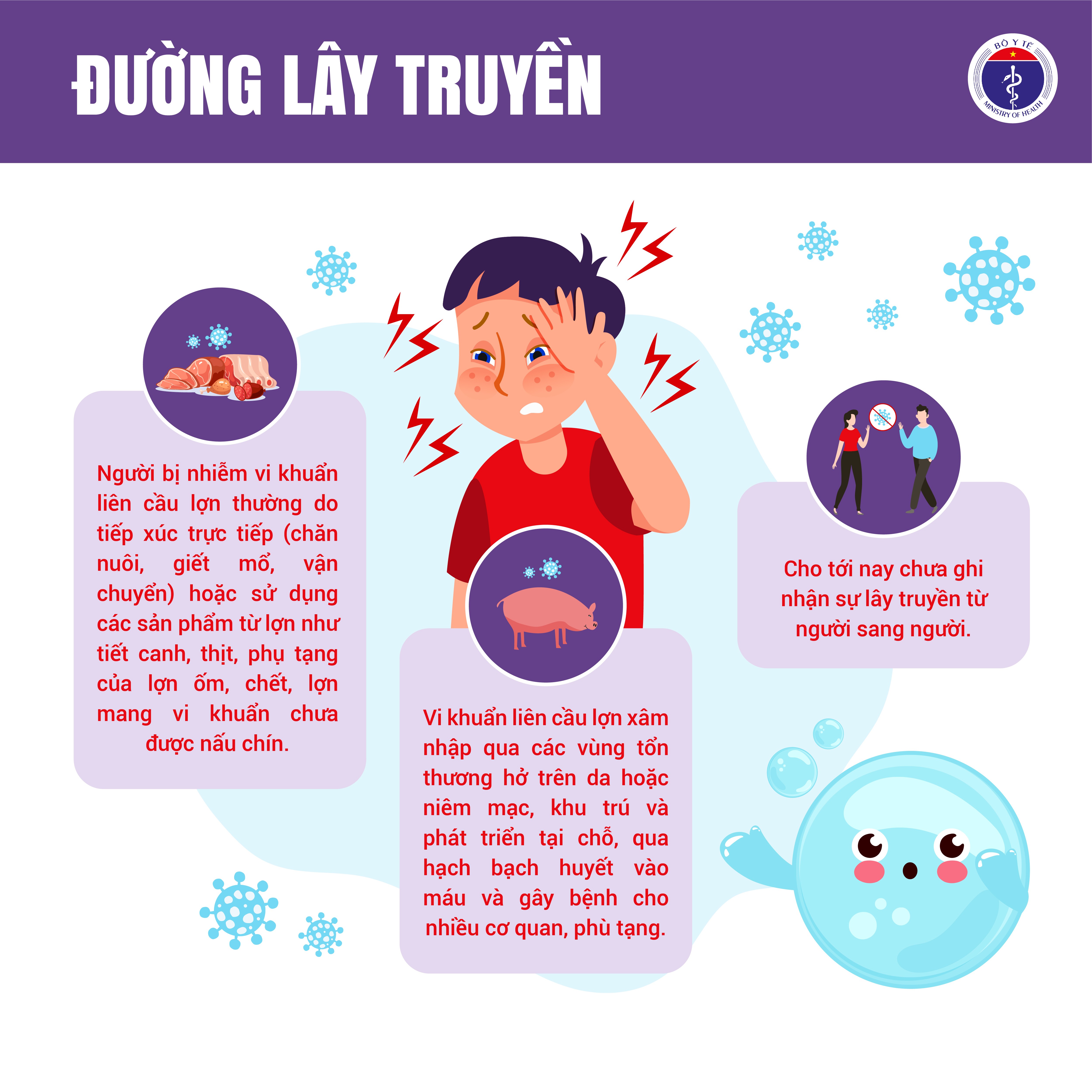 Nhận biết và đề phòng bệnh liên cầu lợn ở người