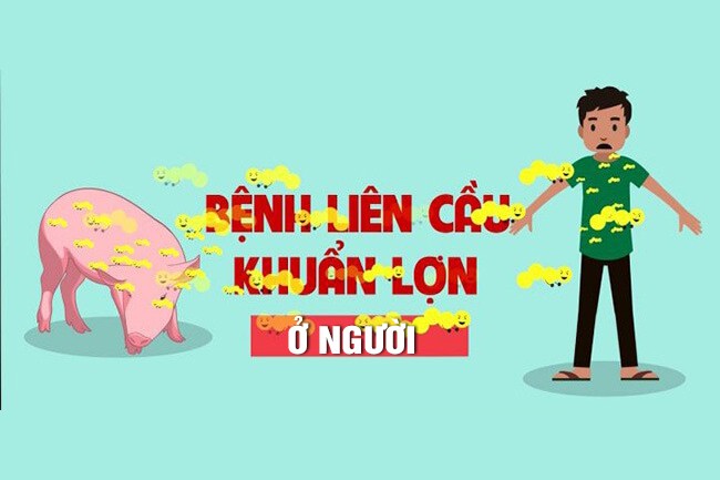 Nhận biết và đề phòng bệnh liên cầu lợn ở người