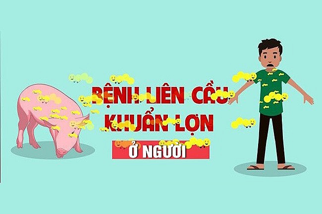 Nhận biết và đề phòng bệnh liên cầu lợn ở người