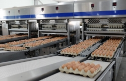 Gia cầm Hòa Phát tăng trưởng lợi nhuận 135% nhờ giá trứng hồi phục