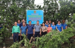 Hội Nông dân xã Bát Tràng gắn biển mô hình hỗ trợ thâm canh bưởi theo tiêu chuẩn VietGAP