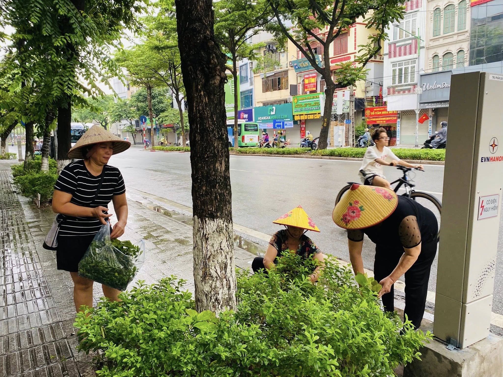 Phụ nữ phường Ngọc Hà lan tỏa phong trào “Ngày cuối tuần xanh”