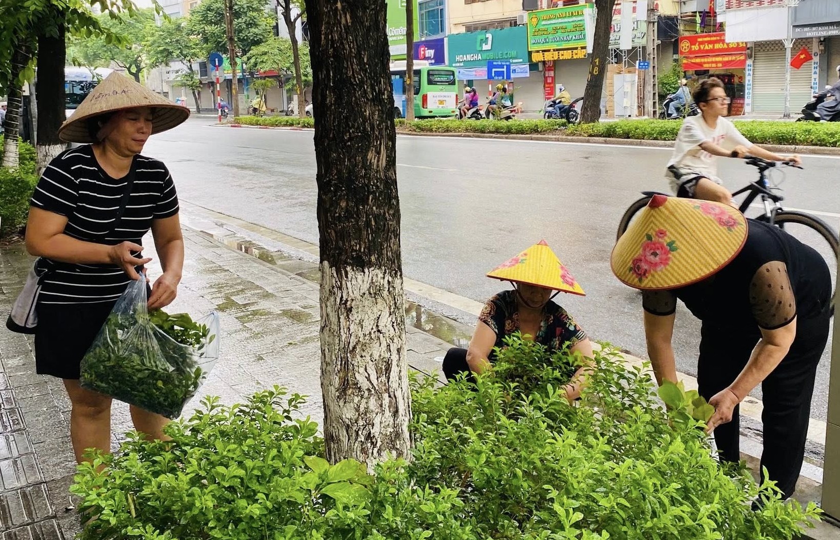 Phụ nữ phường Ngọc Hà lan tỏa phong trào “Ngày cuối tuần xanh”