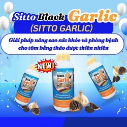 Sitto Black Garlic – Giải pháp nâng cao sức khỏe và phòng bệnh cho tôm bằng thảo dược thiên nhiên