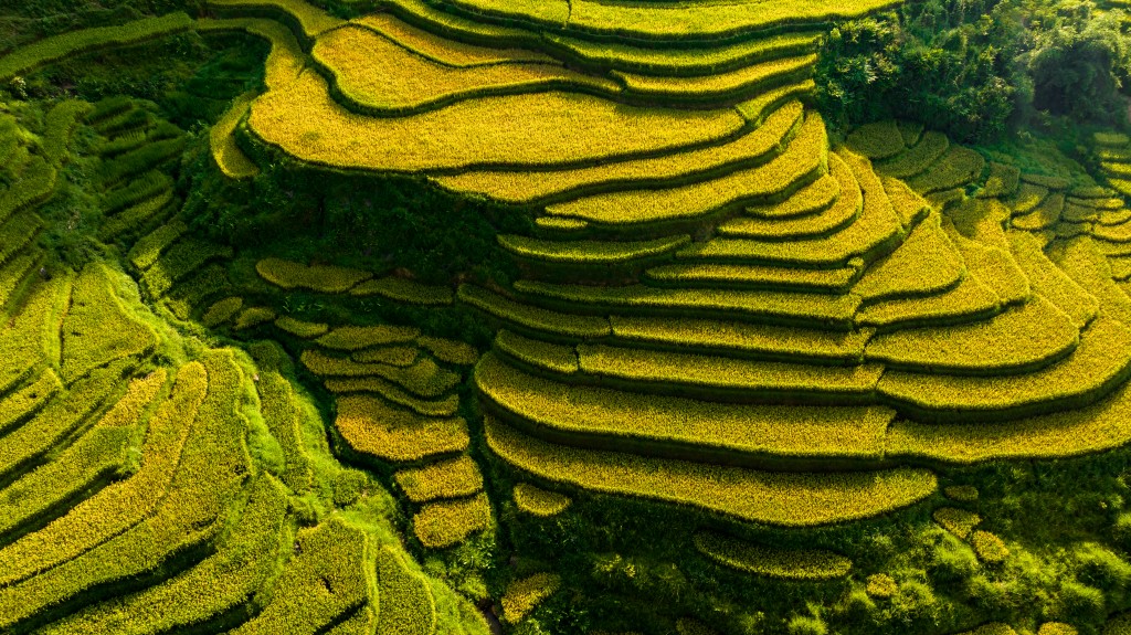 Những bậc ruộng vàng óng ôm lấy cảnh sắc tuyệt mỹ vùng cao nguyên Tây Bắc