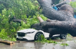 Mưa lớn khiến cây xanh bật gốc đổ đè 2 xe ô tô