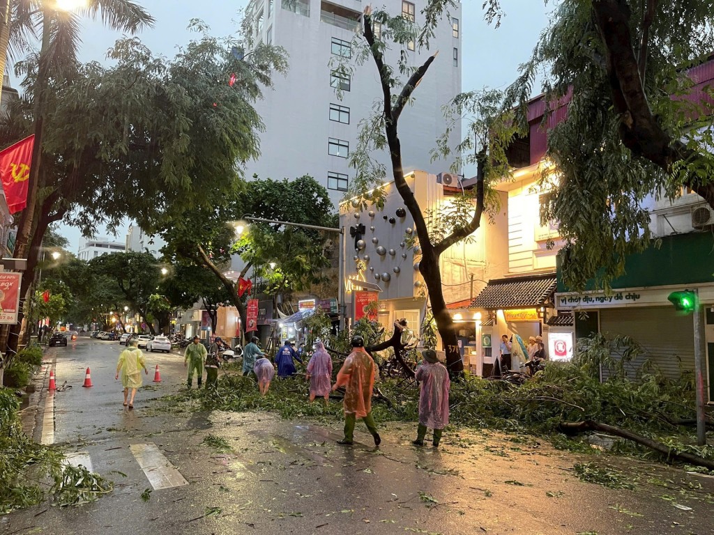 Để cây xanh không trở thành nỗi bất an trong mùa mưa bão...