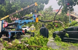 Để cây xanh không trở thành nỗi bất an trong mùa mưa bão...
