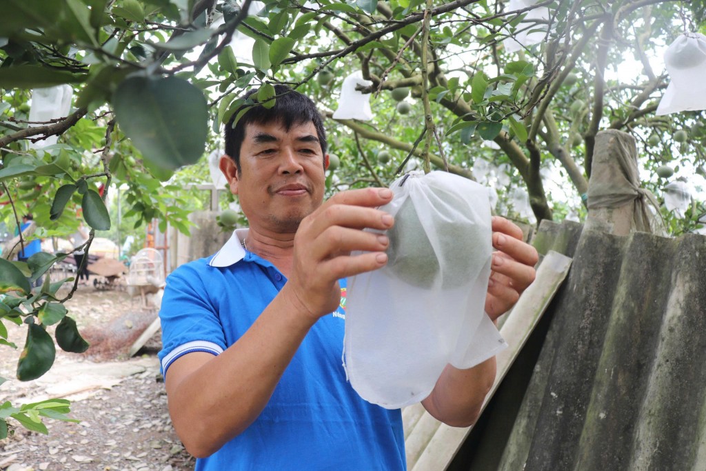 Mở rộng vùng sản xuất, nâng cao hiệu quả kinh tế từ cây ăn quả đặc sản