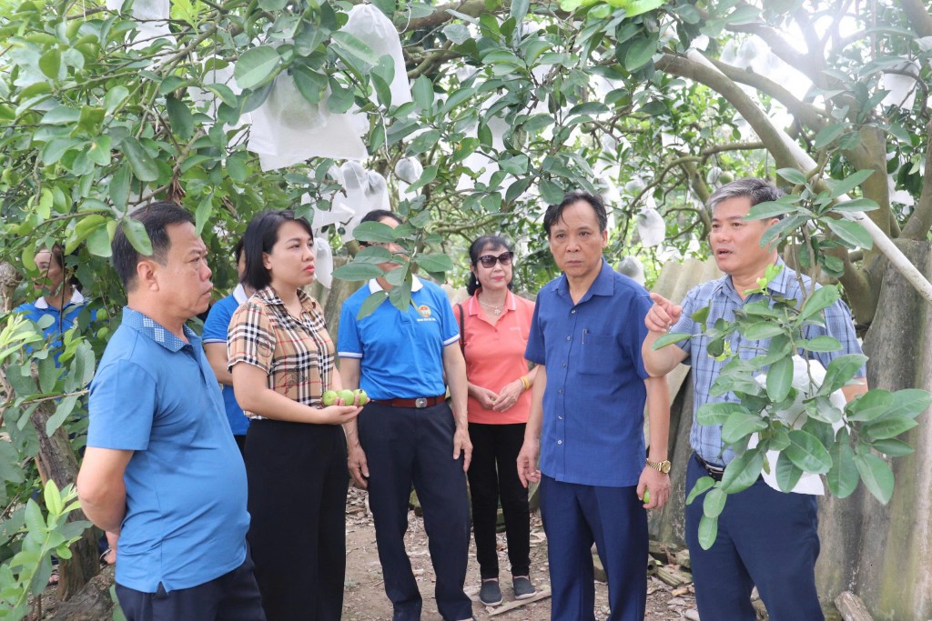 Mở rộng vùng sản xuất, nâng cao hiệu quả kinh tế từ cây ăn quả đặc sản