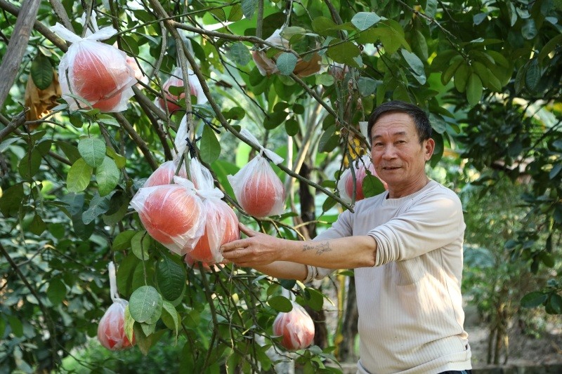Mở rộng vùng sản xuất, nâng cao hiệu quả kinh tế từ cây ăn quả đặc sản