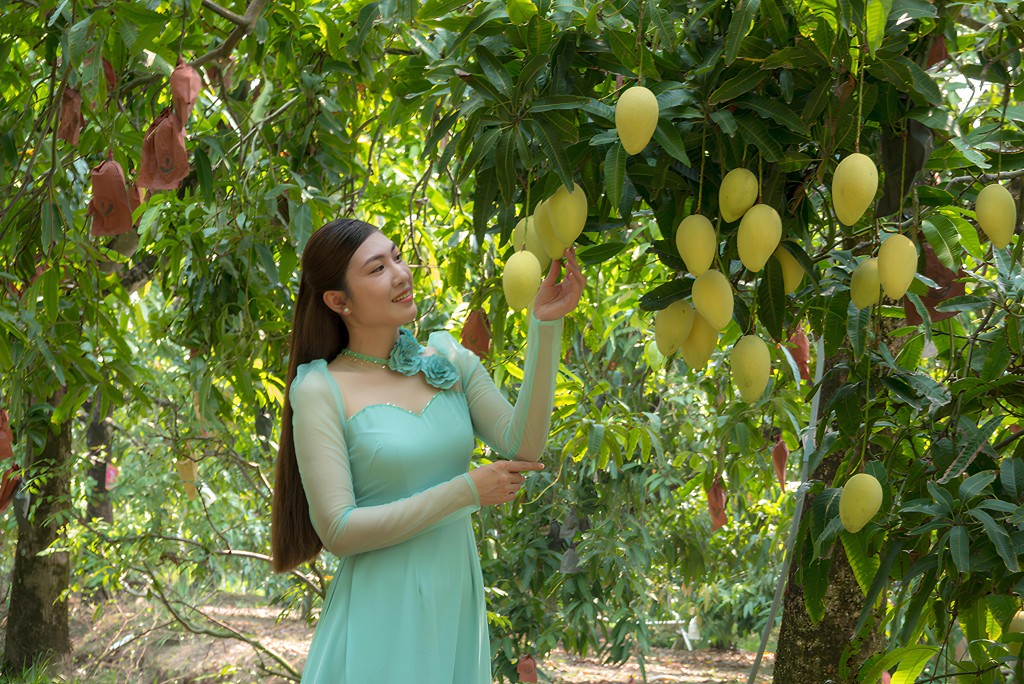 Xoài Cao Lãnh và xoài cát Hòa Lộc - hai thương hiệu nông sản đặc trưng nay cùng chung mái nhà tỉnh Đồng Tháp.