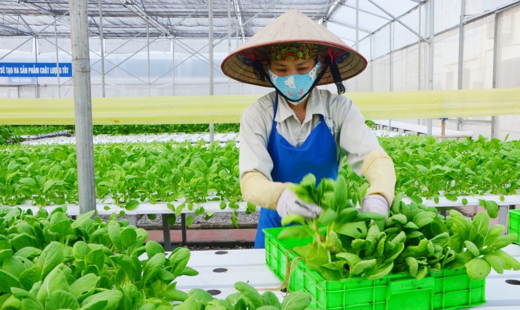 Hà Nội thúc đẩy nông nghiệp đa giá trị, hướng tới phát triển bền vững