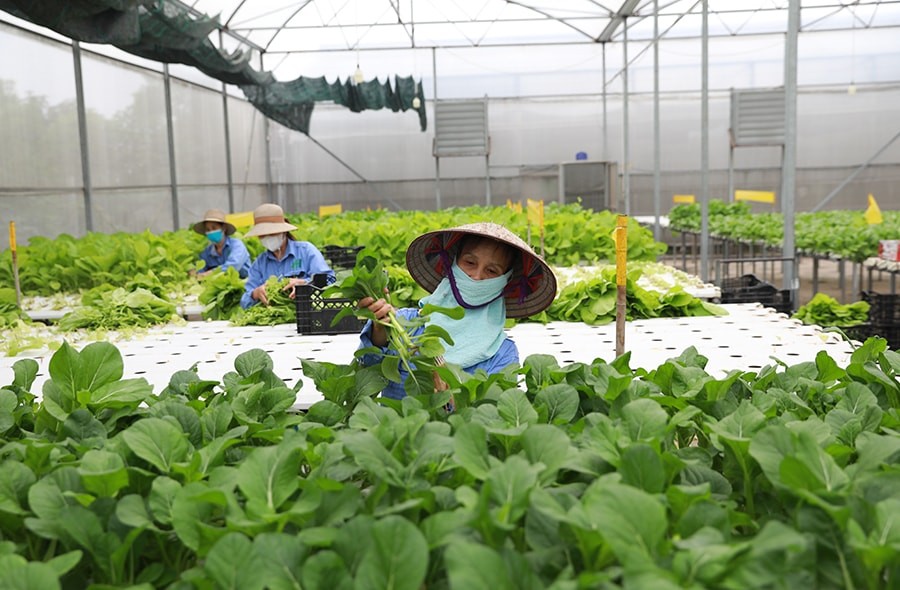 Nông nghiệp sinh thái: Kết nối đất đai, con người và thiên nhiên một cách bền vững