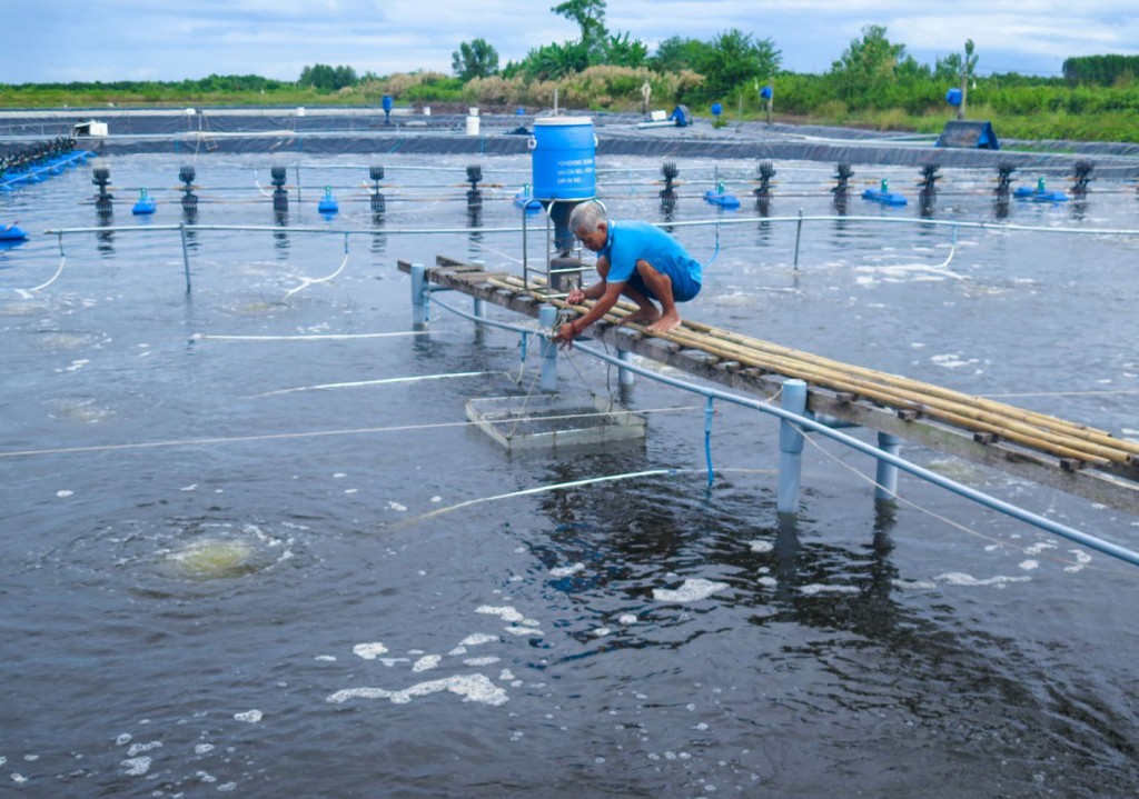 Cà Mau điều chỉnh lịch thả giống, kế hoạch sản xuất để phát triển thủy sản đa giá trị, phát huy lợi thế từng vùng nuôi.