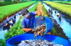 Đồng bộ giải pháp nuôi trồng thủy sản, thúc đẩy kinh tế Cà Mau