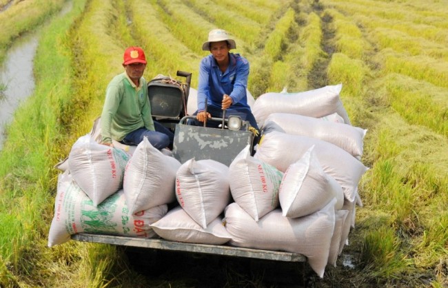 Nông nghiệp các tỉnh phía Nam khẳng định vai trò trụ cột