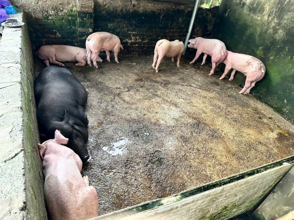 Lực lượng chức năng kiểm tra phát hiện lợn bệnh được nuôi nhốt tại nhà ông H
