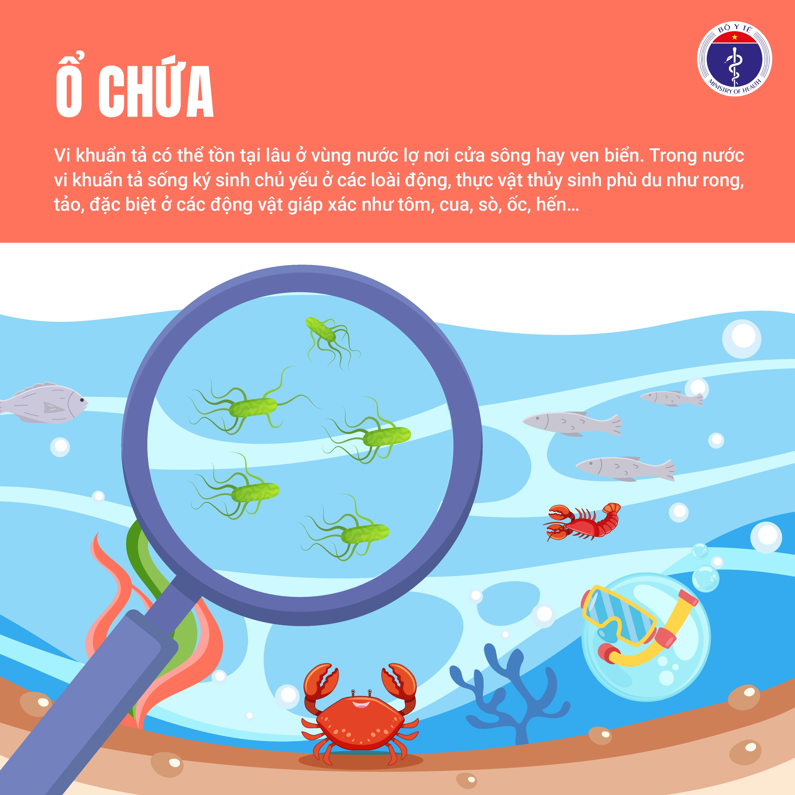 Bộ Y tế cảnh báo nguy cơ dịch tả xâm nhập Việt Nam