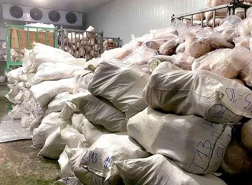 Hơn 100 tấn thịt heo tươi sống có dấu hiệu chuyển màu, bốc mùi hôi Hơn 100 tấn thịt heo tươi sống có dấu hiệu chuyển màu, bốc mùi hôi