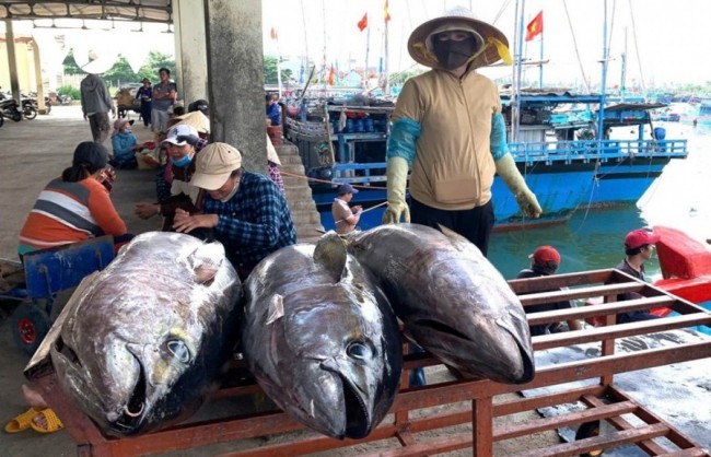 Xử lý thông tin phản ánh liên quan đến xuất khẩu cá ngừ