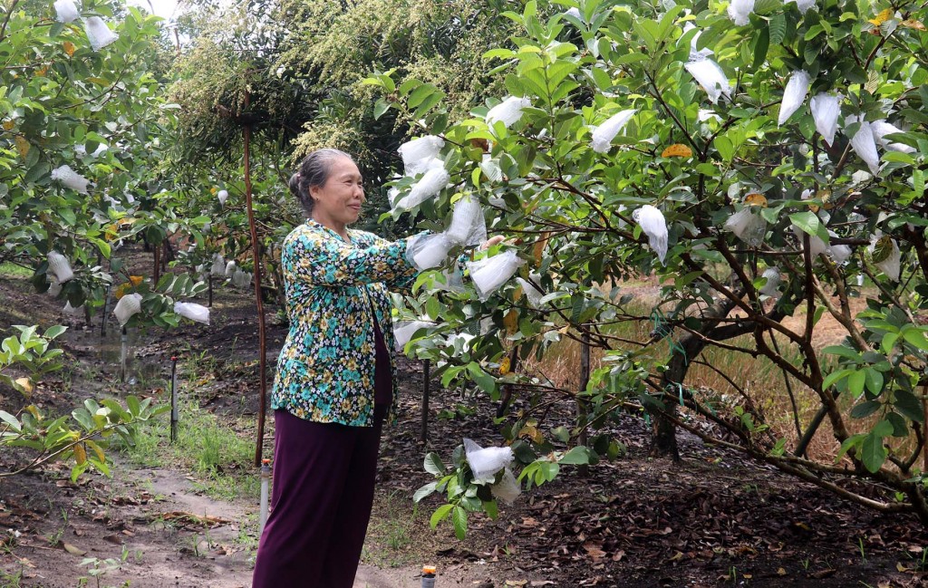 Nông dân An Giang phát triển vườn cây ăn trái (ảnh: Lê Huy Hải/Cổng TTĐT An Giang)