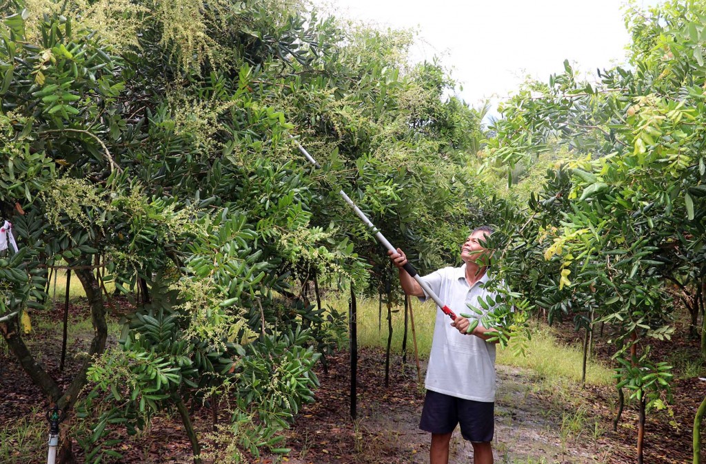 Nông dân xã biên giới Vĩnh Điều phát triển vườn cây ăn trái (ảnh: Lê Huy Hải/Cổng TTĐT An Giang)