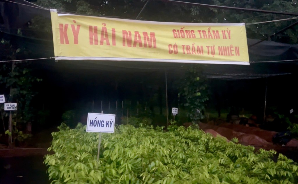 Cục Lâm nghiệp cảnh báo cây trồng không rõ nguồn gốc, cây ngoại lai Cục Lâm nghiệp cảnh báo cây trồng không rõ nguồn gốc, cây ngoại lai