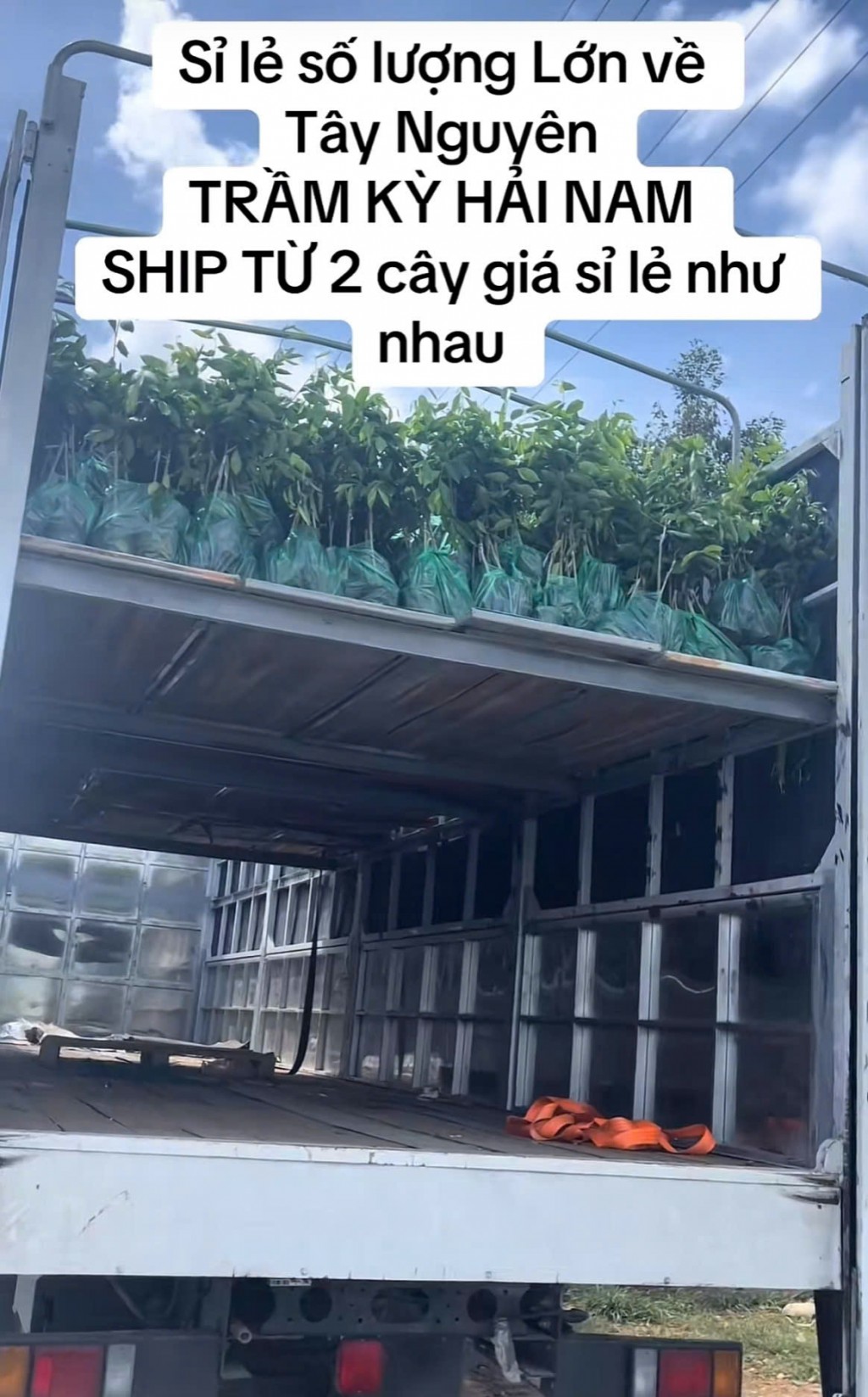 Cục Lâm nghiệp cảnh báo cây trồng không rõ nguồn gốc, cây ngoại lai Cục Lâm nghiệp cảnh báo cây trồng không rõ nguồn gốc, cây ngoại lai