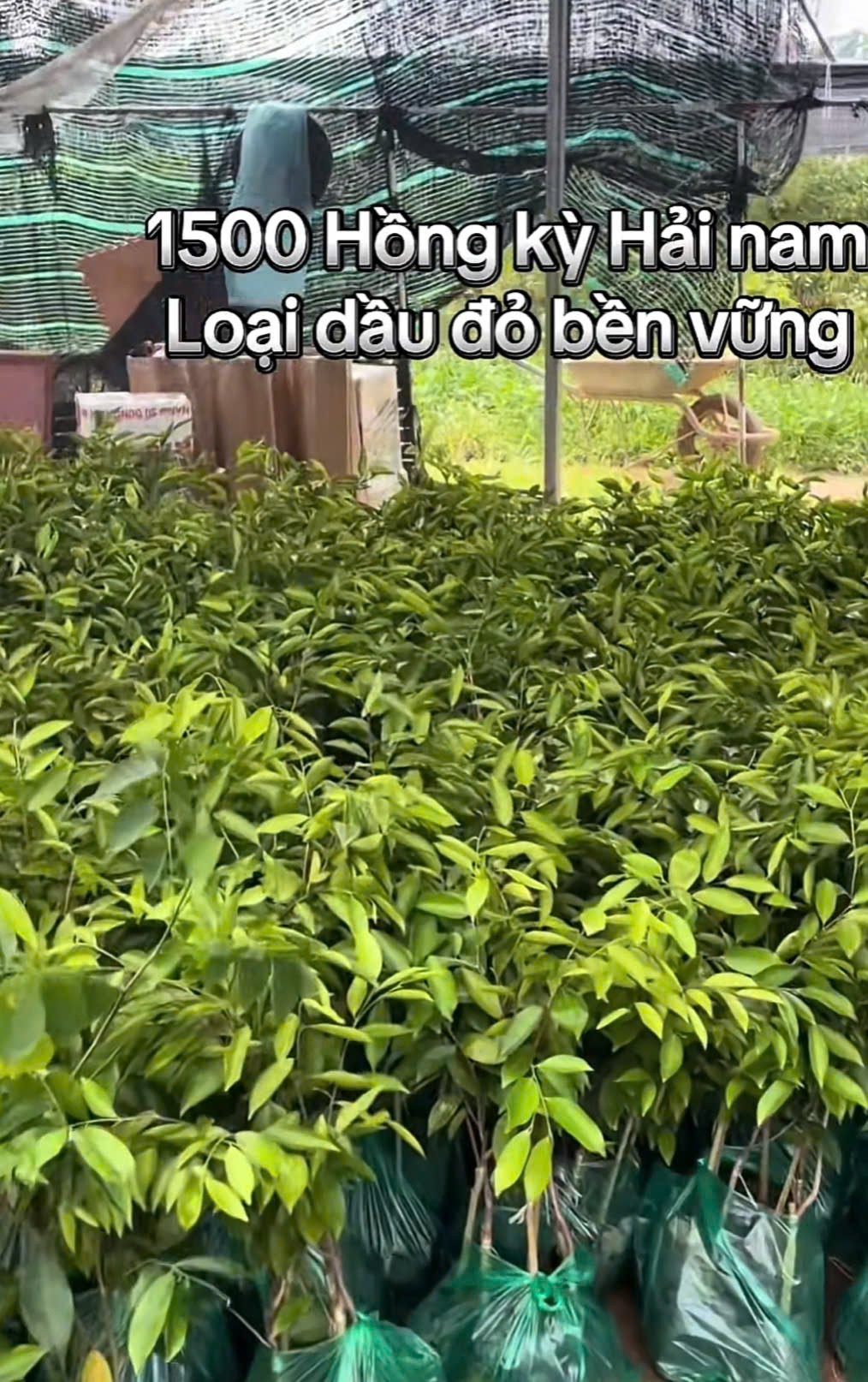 Cục Lâm nghiệp cảnh báo cây trồng không rõ nguồn gốc, cây ngoại lai Cục Lâm nghiệp cảnh báo cây trồng không rõ nguồn gốc, cây ngoại lai