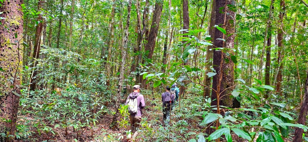 Phát huy hiệu quả trong công tác quản lý, bảo vệ rừng Phát huy hiệu quả trong công tác quản lý, bảo vệ rừng