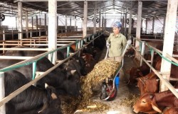 Lợi đủ đường khi tận dụng cỏ, ngô làm thức ăn giảm phát thải