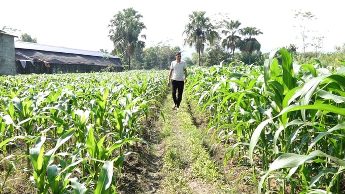 Nông dân trồng ngô để làm thức ăn gia súc, góp phần giảm phát thải