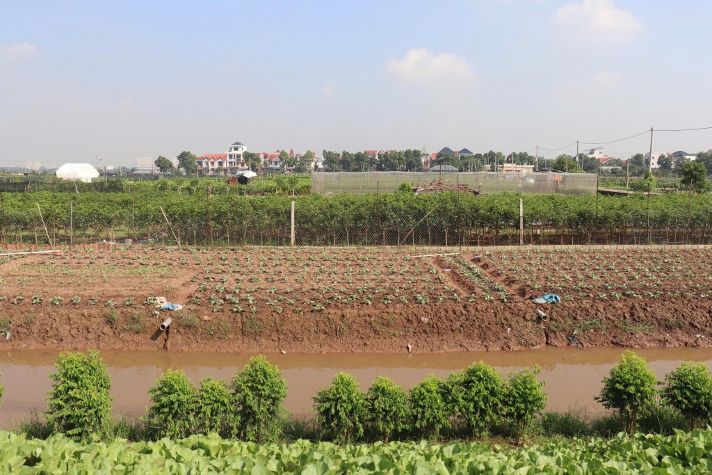 Thay đổi thói quen sản xuất nông nghiệp nhờ mô hình “Cánh đồng sạch”