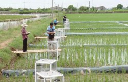 Giải pháp giảm phát thải khí mê-tan từ đồng ruộng