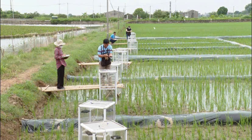 Giải pháp giảm phát thải khí mê-tan từ đồng ruộng