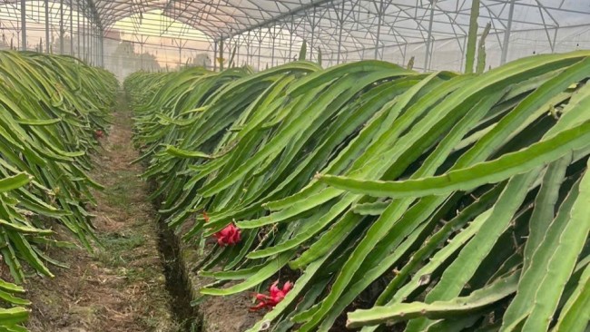 Tây Ninh đặt mục tiêu tăng trưởng nông – lâm – thủy sản