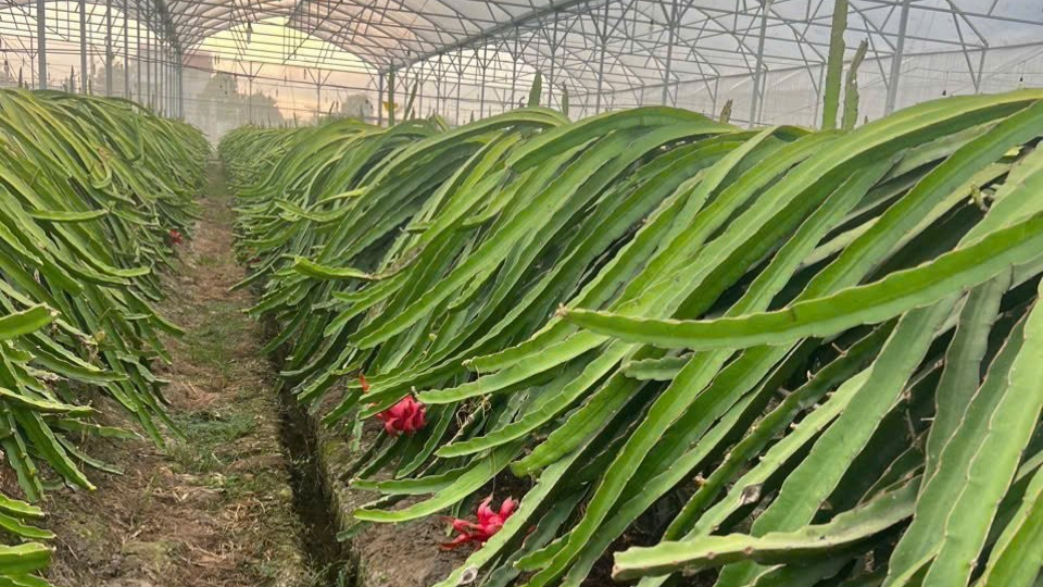 Tây Ninh đặt mục tiêu tăng trưởng nông – lâm – thủy sản Tây Ninh đặt mục tiêu tăng trưởng nông – lâm – thủy sản