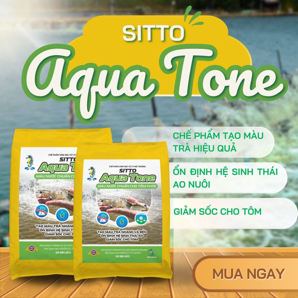 Màu nước chuẩn - Giải pháp bền vững cho ao tôm khoẻ